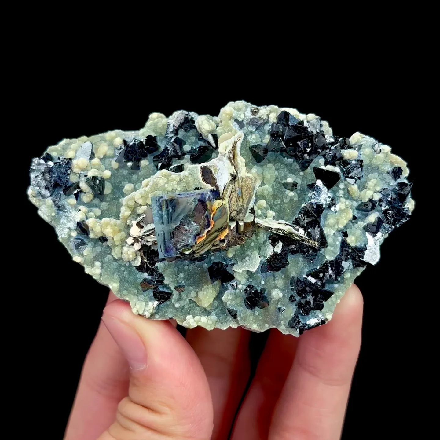 specimen video