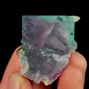 specimen video