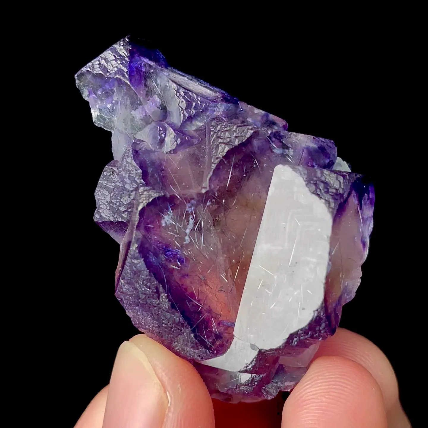 specimen video