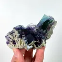 specimen video