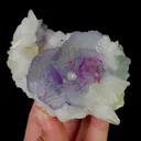 specimen video