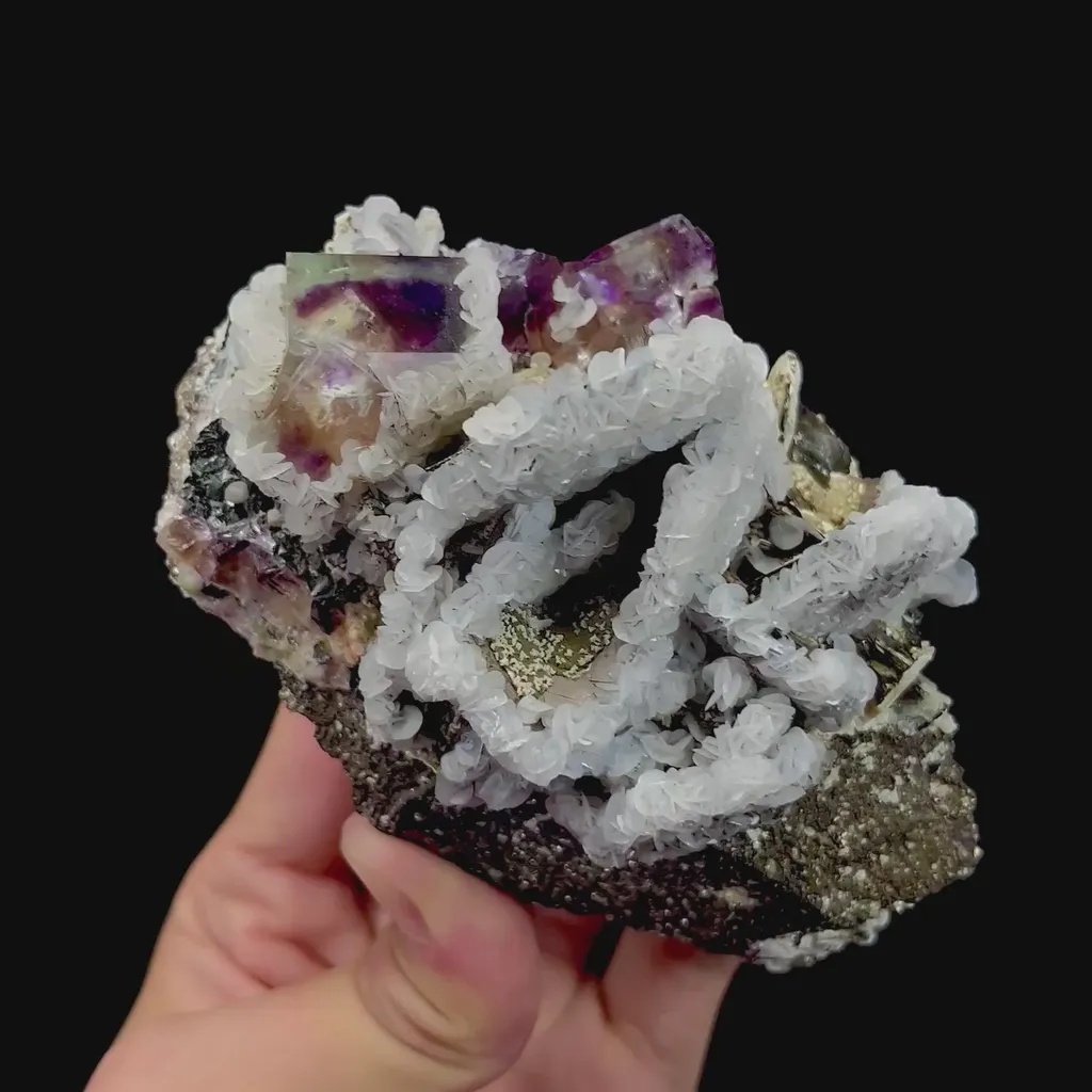 specimen video