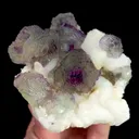 specimen video