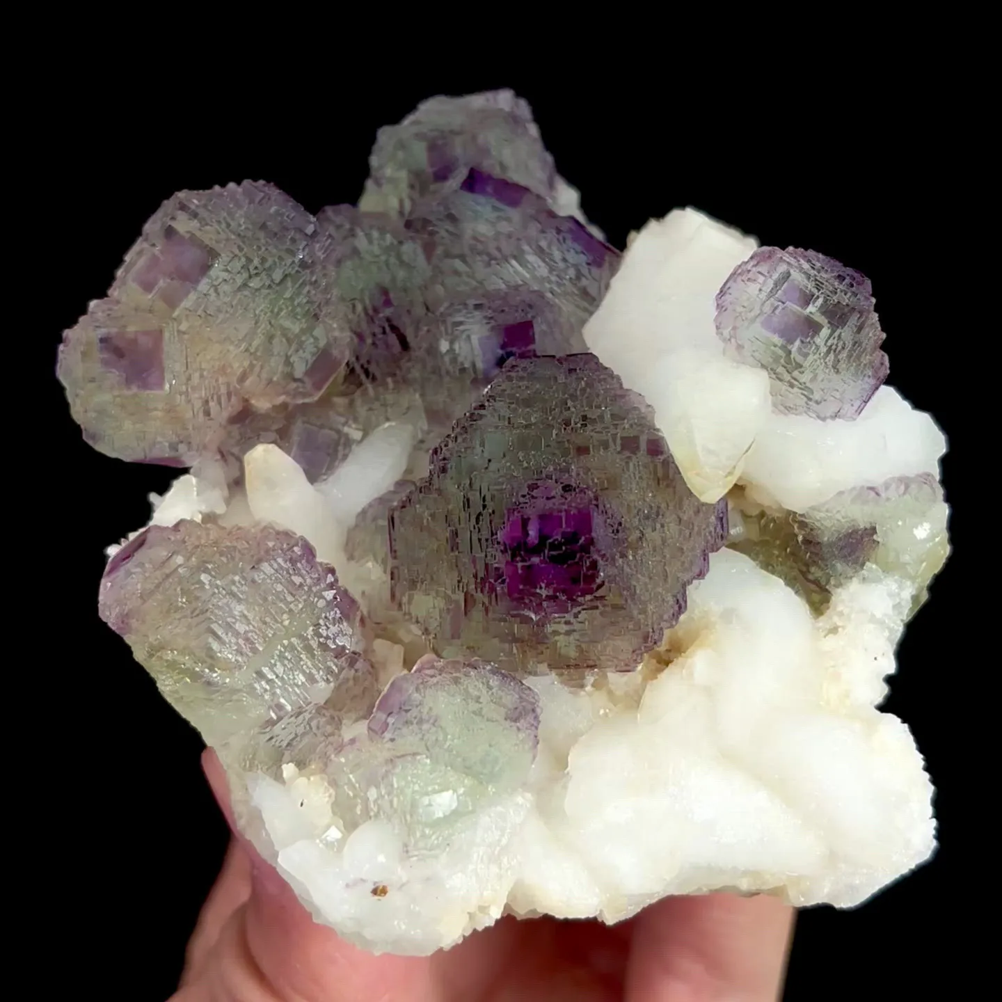 specimen video