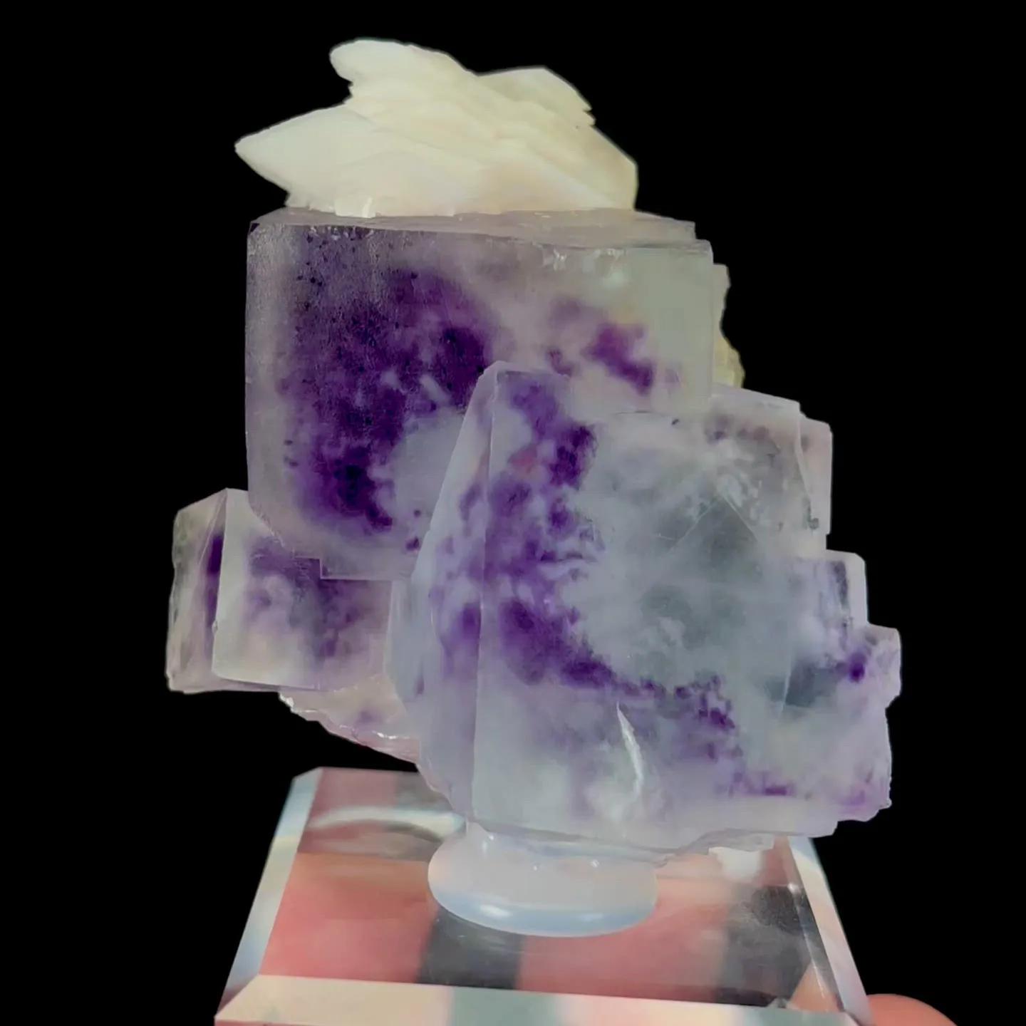 specimen video