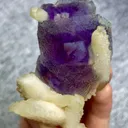 specimen video