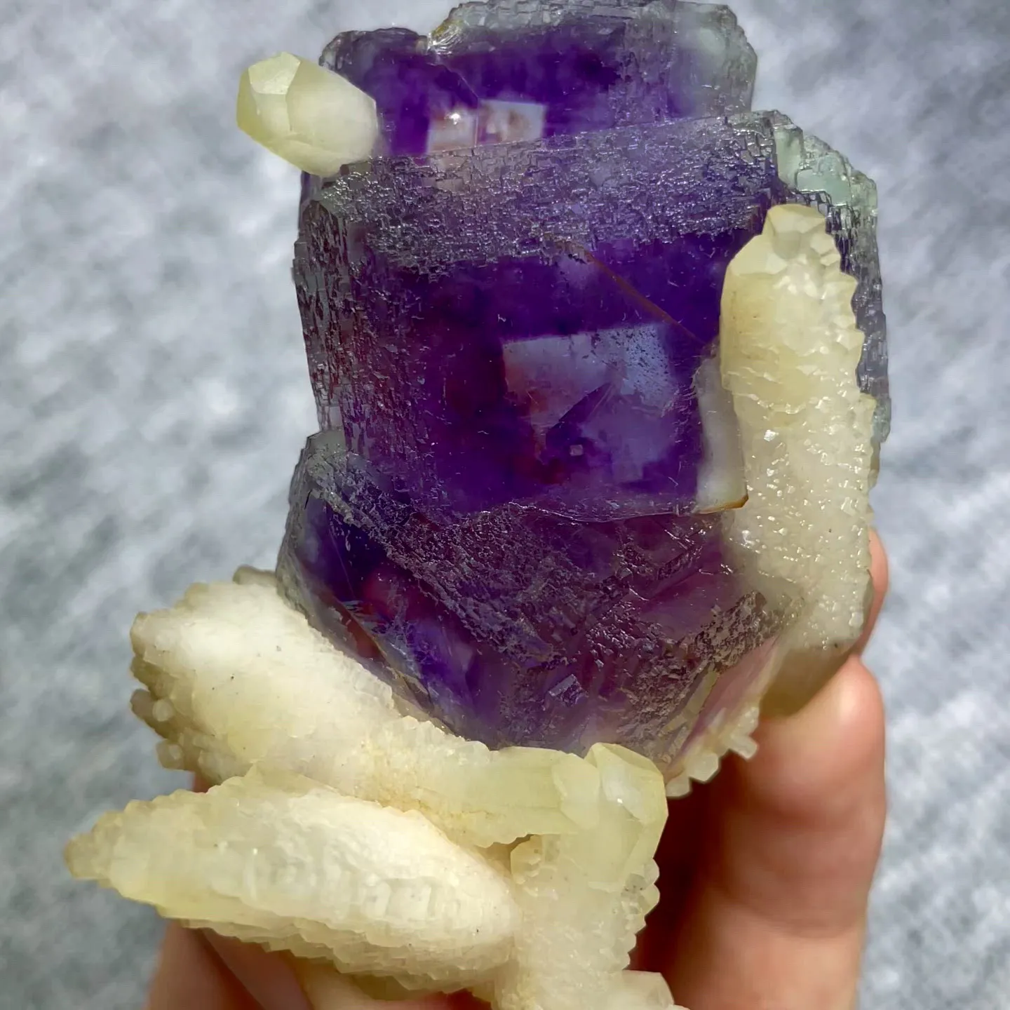 specimen video