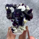 specimen video