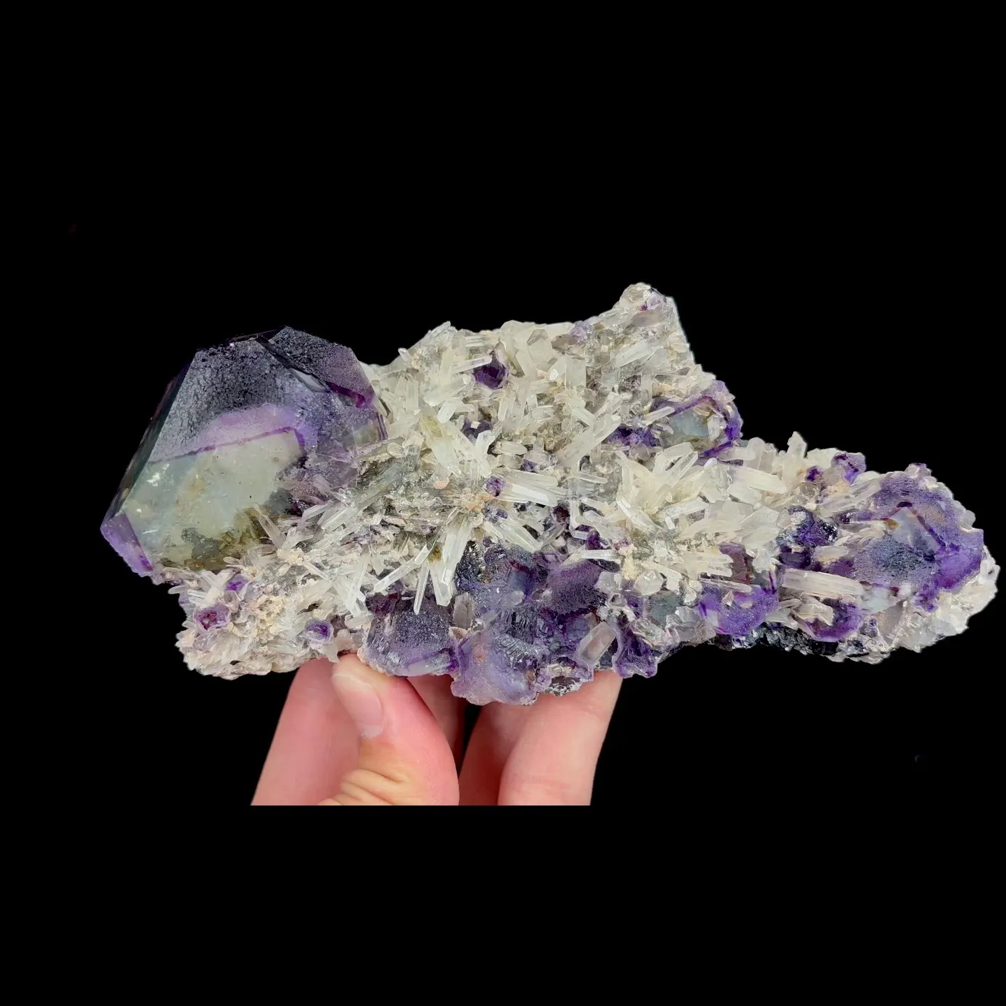 specimen video