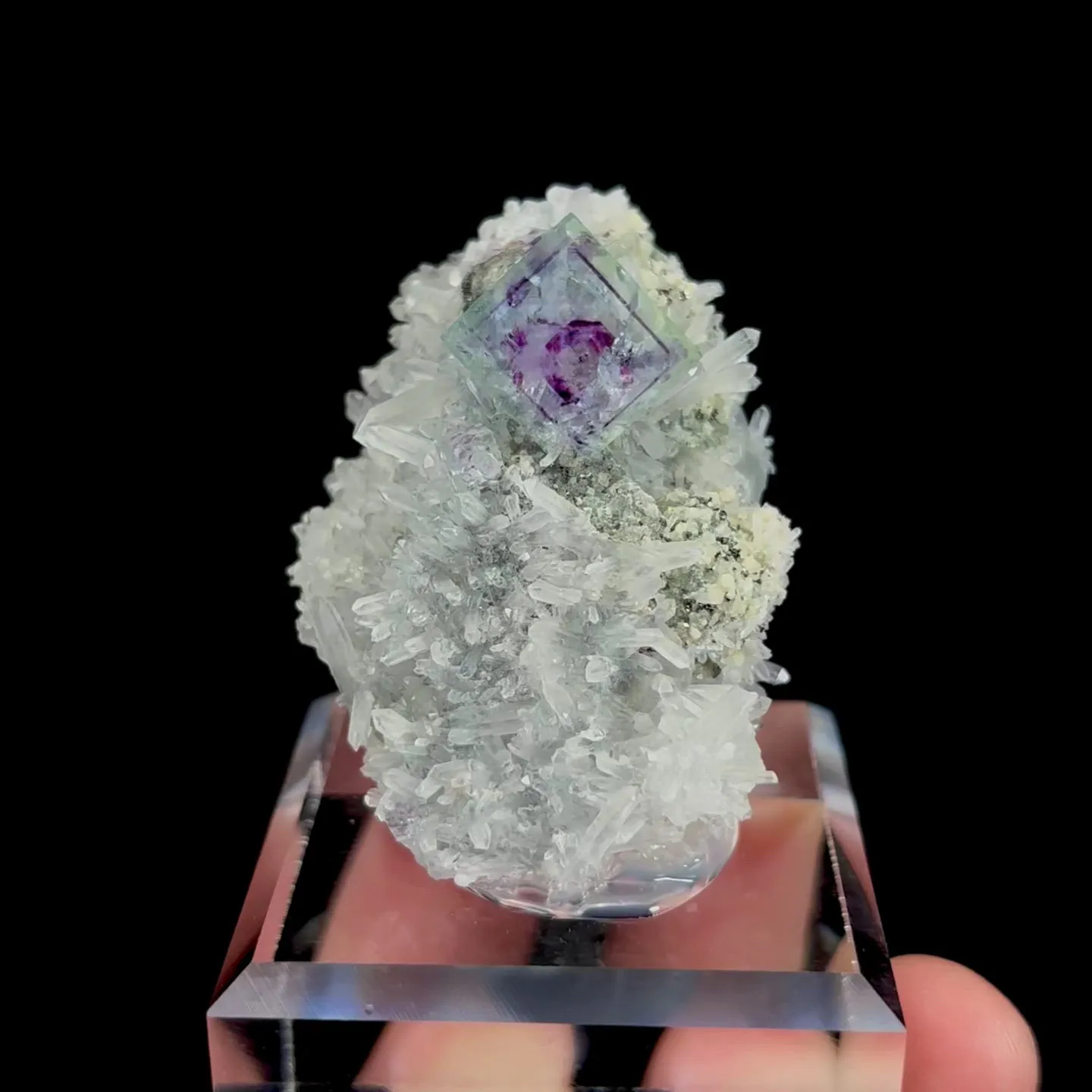 specimen video