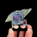 specimen video
