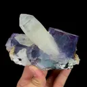 specimen video