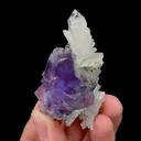 specimen video