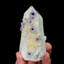specimen video
