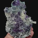 specimen video