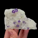 specimen video