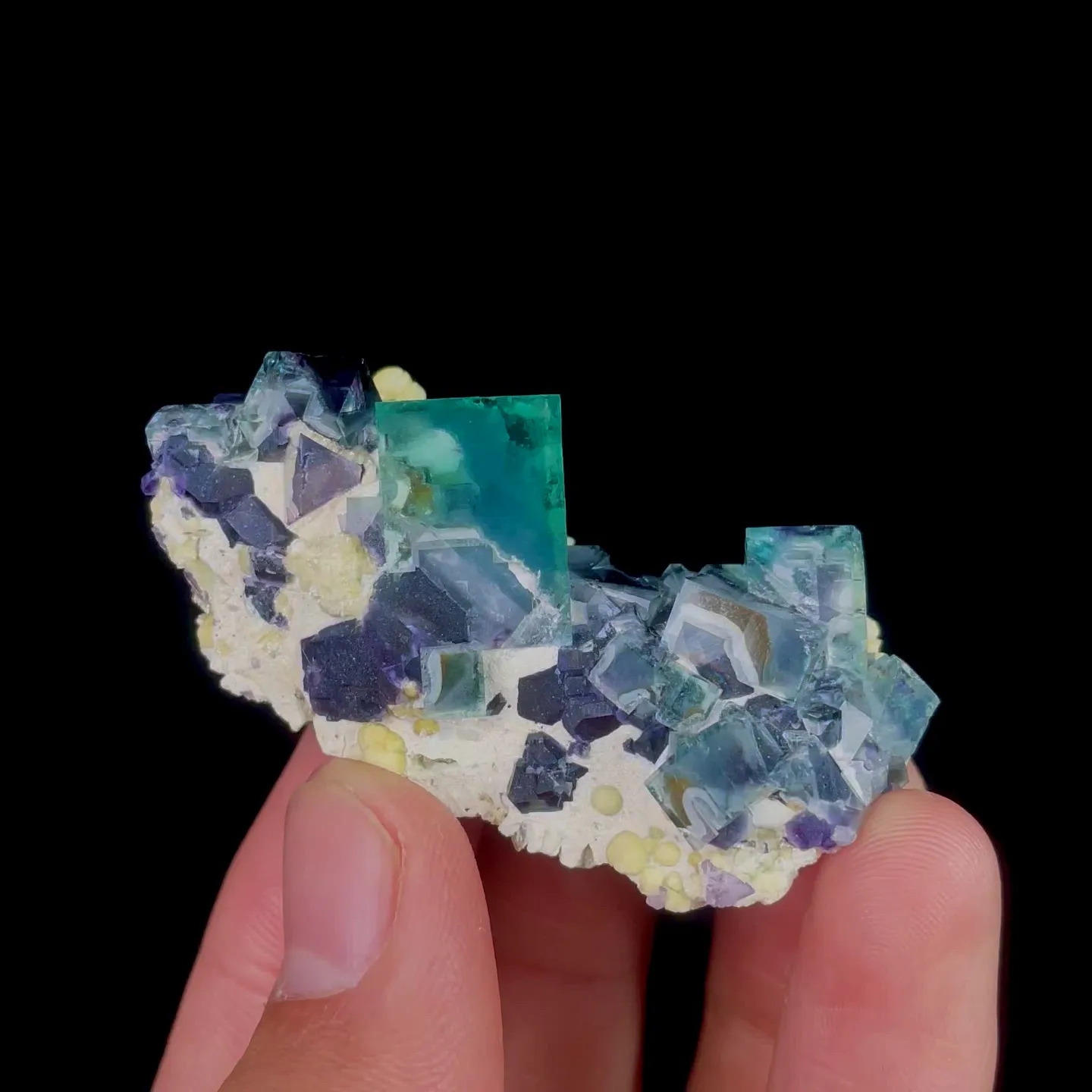 specimen video