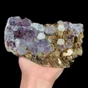 specimen video