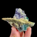 specimen video
