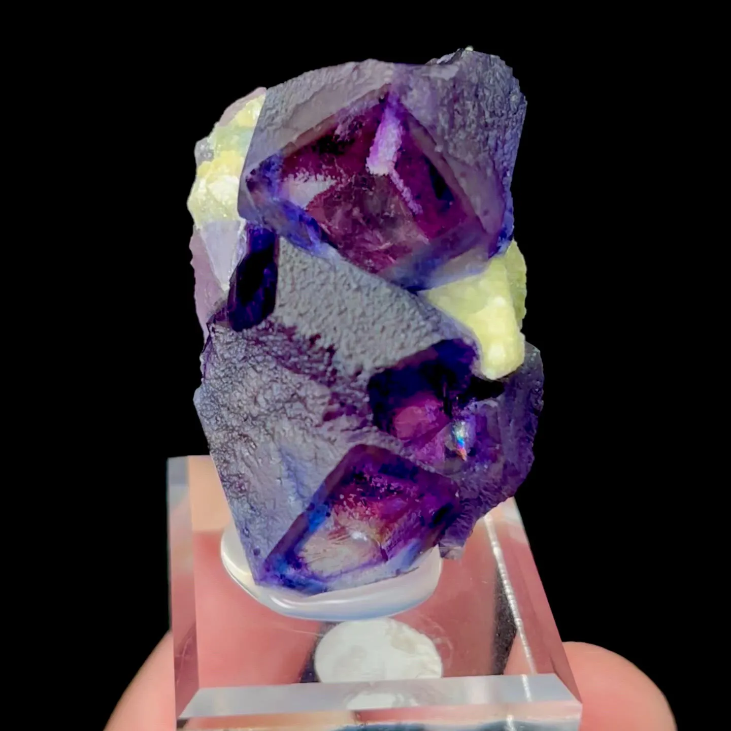 specimen video