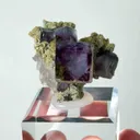 specimen video