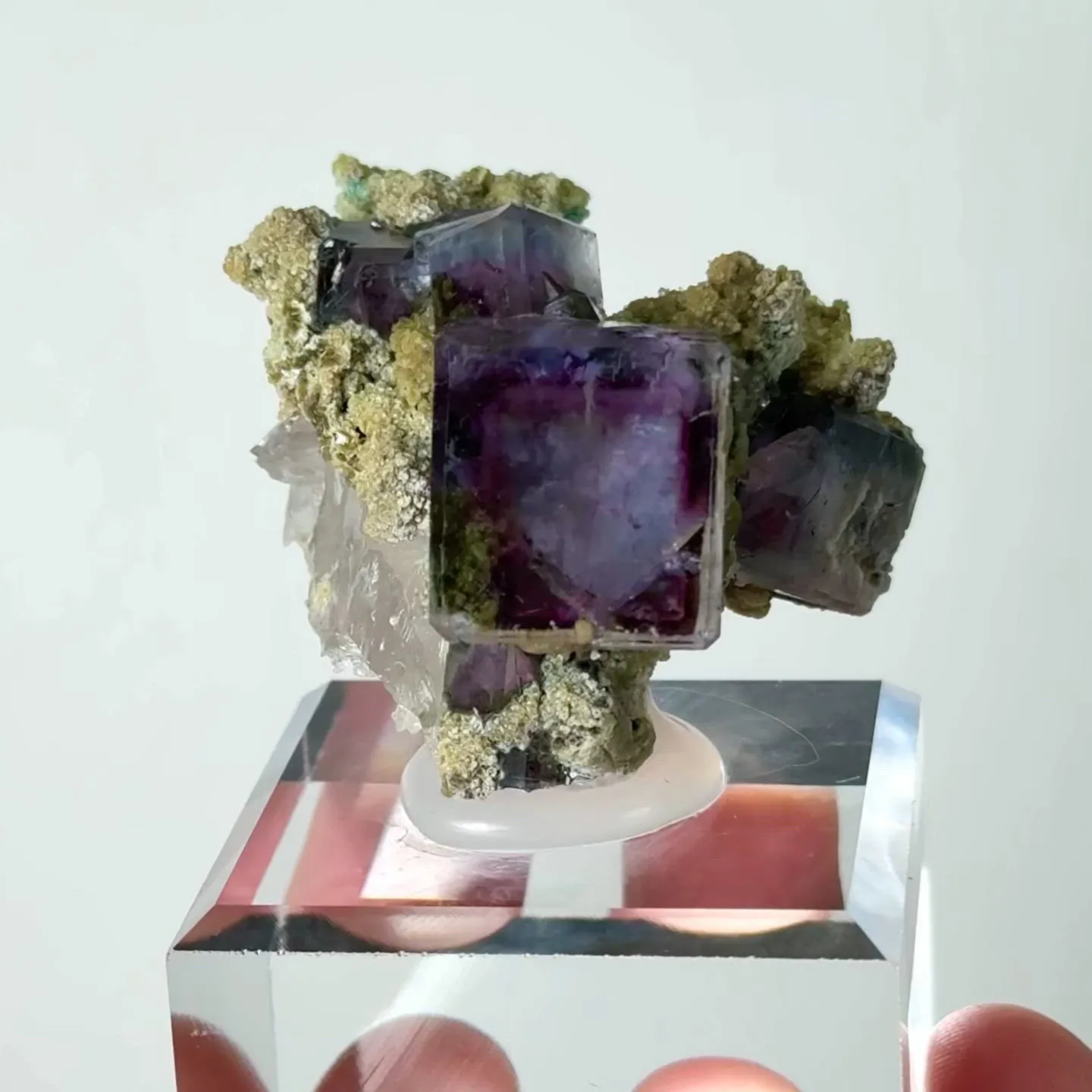 specimen video