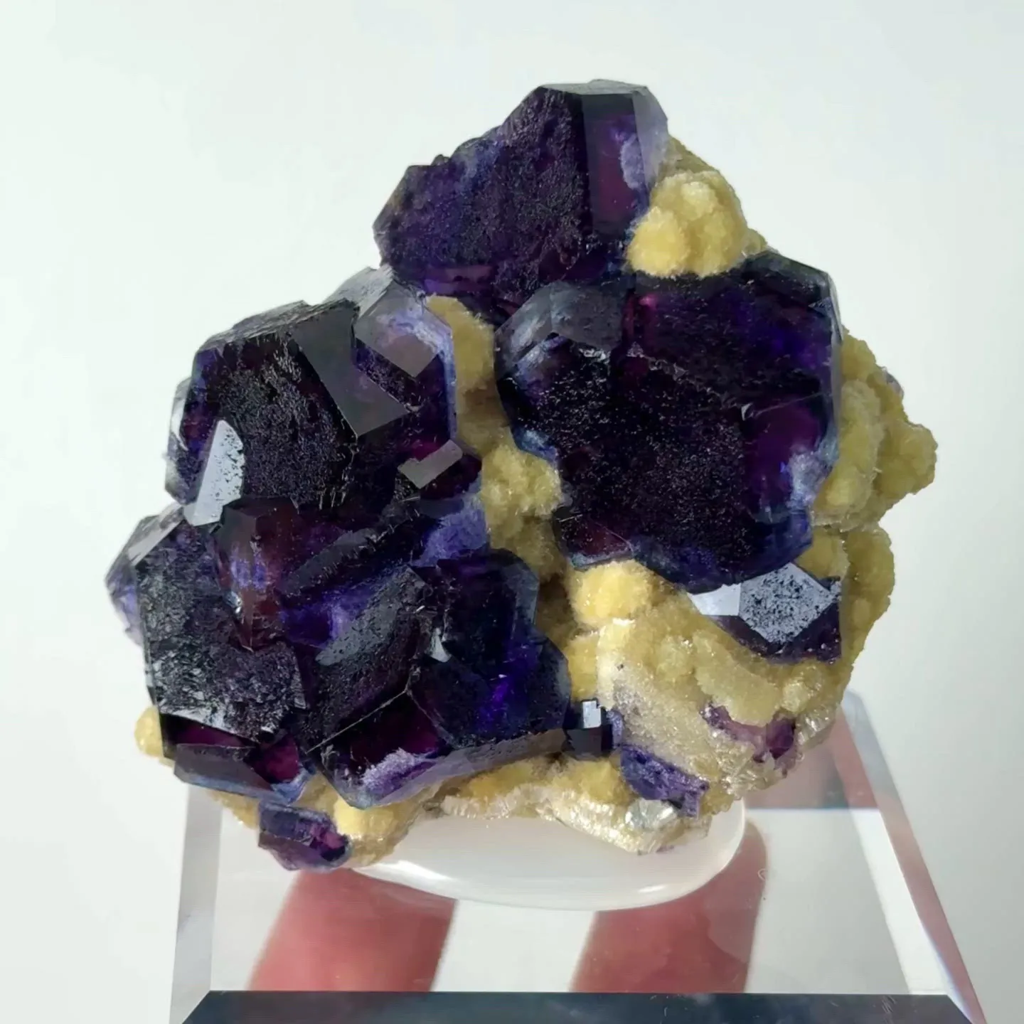 specimen video