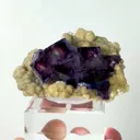 specimen video