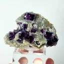 specimen video