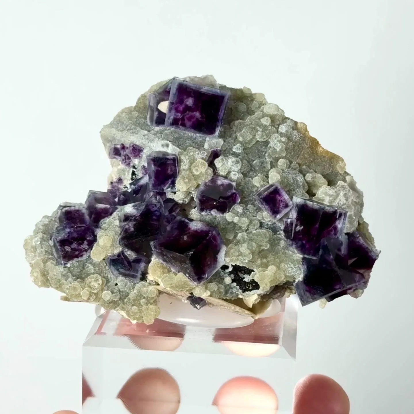 specimen video