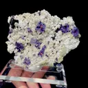 specimen video