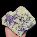 specimen video