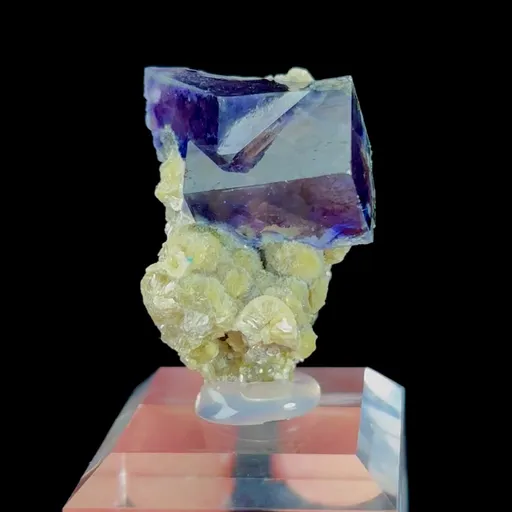 specimen video