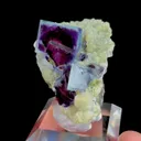 specimen video