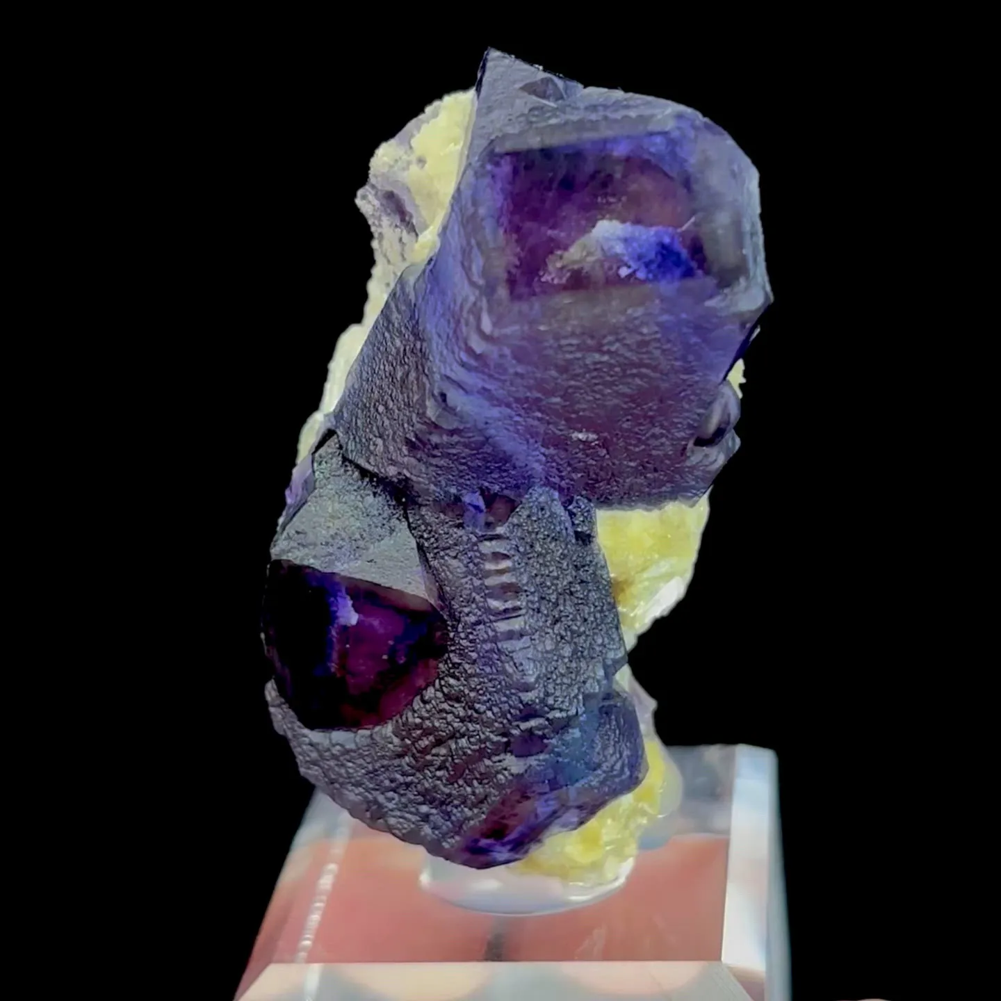 specimen video