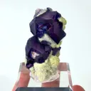 specimen video