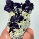 specimen video