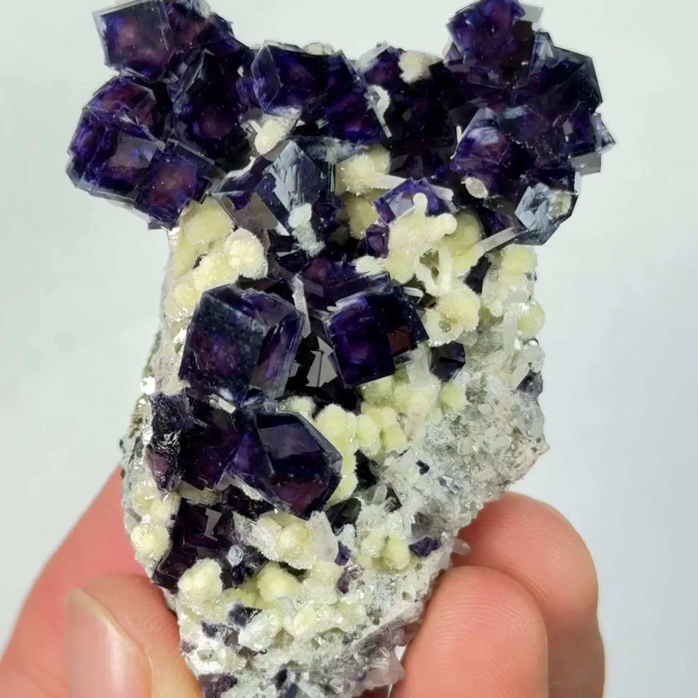 specimen video