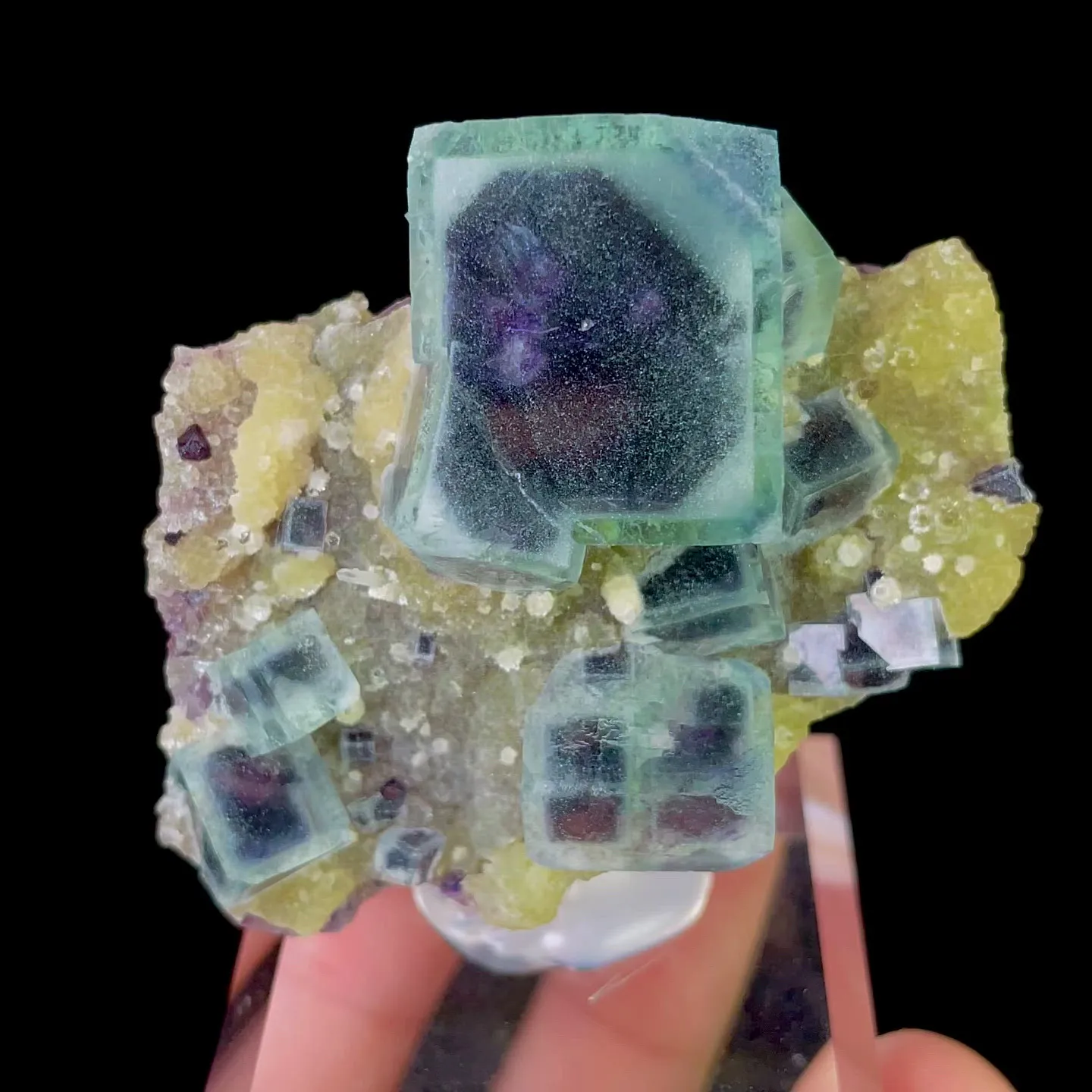 specimen video