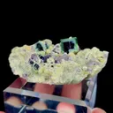 specimen video