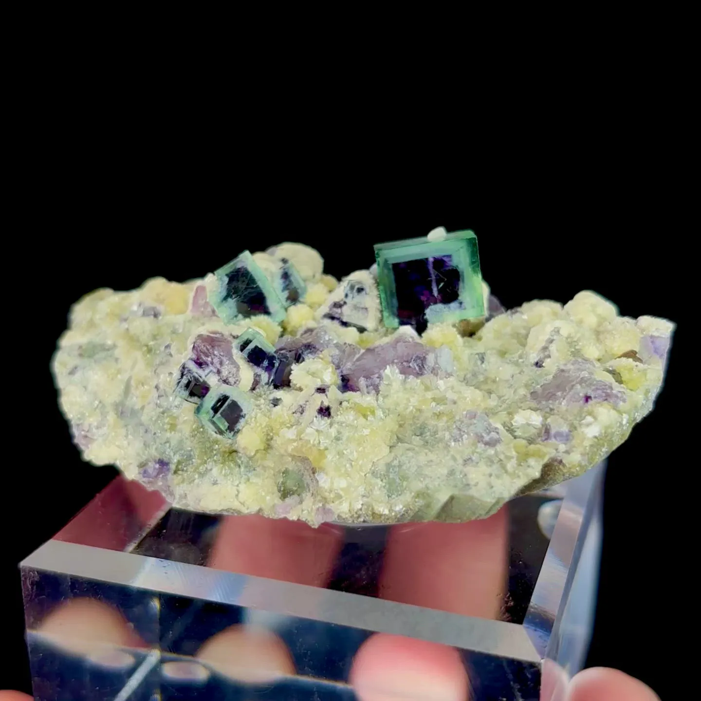 specimen video