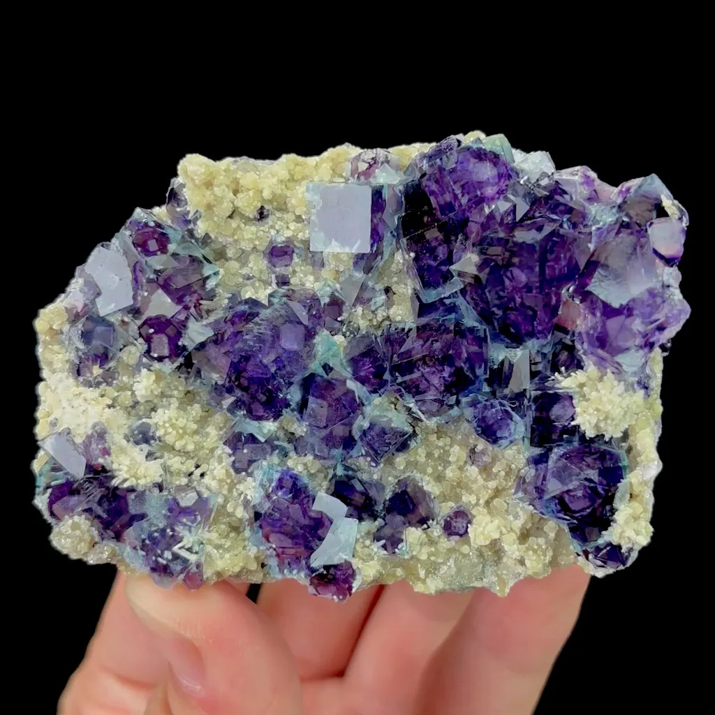specimen video