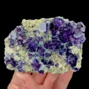 specimen video