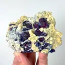 specimen video