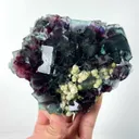 specimen video