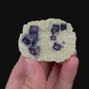specimen video
