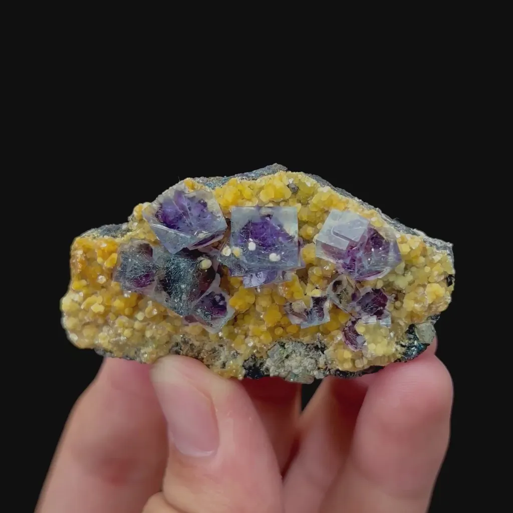 specimen video