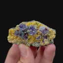 specimen video