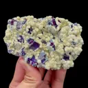 specimen video