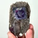 specimen video